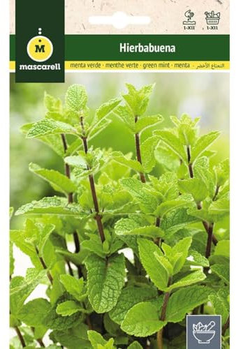 Mascarell Semillas, Semillas de HIERBABUENA para plantar, Semillas de Hierbas Aromáticas para Plantar, Crea tu Propio Huerto en Casa, Semillas de Plantas Aromáticas, 0,2 Gramos