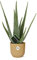 Aloe Vera in Vibes Fold giallo - 30-40cm - Ø14cm - Pianta d'appartamento - Sempreverde - Cactus e piante grasse