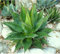 New Fresh 15pcs Green Agave Montana Semi di piante