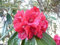 Rhododendron arboreum RHODODENDRON Samen!