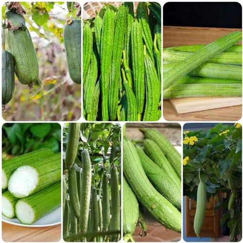 150 pcs Luffa pflanze kaufen samen - alte gemüsesorten samen seed spezielle,Luffa cylindrica, historische gemüsesorten samen wintergemüse bio saatgut bohnenkraut pflanze pflanze winterharte