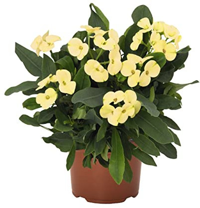 DECOALIVE Espina de Cristo Color Blanco PREMIUM Planta Natural Interior y Exterior