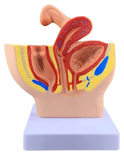 Modelo De Órgano Anatómico Modelo De Anatomía Modelo De Anatomía Genital Modelo De Cuerpo Modelo De Próstata Modelo De Sección Sagital Pélvica Masculina Y Femenina Modelo