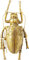 Kare Design Longicorn Beetle Wandschmuck, Gold, Wohnraumdeko, Wanddekoration, Accessoires, Wohnzimmer, Wandobjekt, Wanddeko, 7x15x27 cm (H/B/T)
