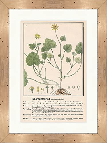 Ranunculus Ficaria 075 Herbes médicinales encadrées