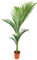PALMERA NATURAL ARCHONTOPHOENIX ALEXANDRAE M24 140-160CM PLANTA PARA EXTERIOR