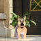 Gochoi Petit Jardinière Pot Berger Allemand Cadeaux Chien Pot de Fleur PVC pour Rectangulaire Plante Pots Animal pour Jardin Exterieur Intérieur Jardinières Succulentes,S German Shepherd