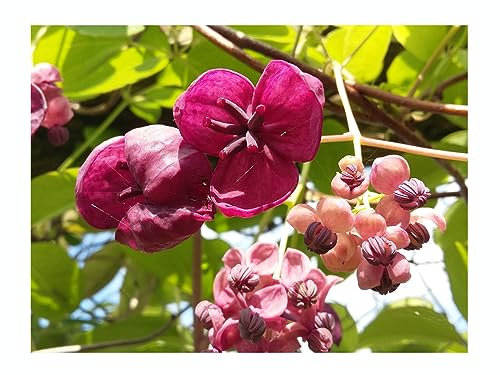 AKEBIA QUINATA, Chocolate Vine, Climber, Chocolate Scented Flowers, Spring Flowering, 10-15cm Tall