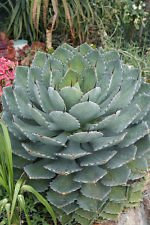 Seeds AGAVE parryi var truncata 15 SEMI