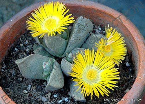 Germinazione I Semi: Rari Pleiospilos COMPACTUS mesemb mesembriantemi Roccia Viva Pietre Semi 20 Semi