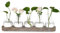 Hewory Terrarium Plant Propagation Station: Desktop Glass Terrarium Hyacinth Bulb Vase with Vintage Wood Tray, Avocado Vase Hydroponics Propagators for Plants, Small Glass Vase for Plant Gifts, 5pcs