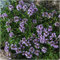 Las semillas de tomillo - Thymus vulgaris - más de 500 semillas!