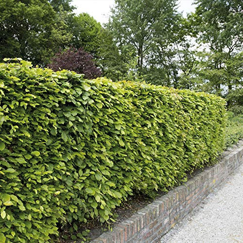 Thompson & Morgan Beech Hedging Hardy Garden Plants, Ideal for Garden Boundaries, Easy to Grow, Year-Round Screening, 1, 10, 25, 50, 100, 250, 500 or 1,000 x Green Beech Hedging Bare Root Plants (10)