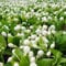Portal Cool Jasmine Seed Zimmerpflanzen Semi di fiore perenni 100 halbfertig