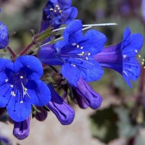 Californie jacinthes Graines de fleurs (Phacelia campanularia) 400 + Graines