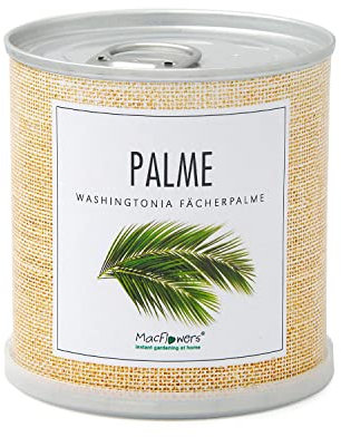 MacFlowers® | Kleines Anzuchtset mit Fächerplame | Petticoat-Palme | Geschenk-Set mit Einer Sorte Samen in süßer instant gardening Blumendose