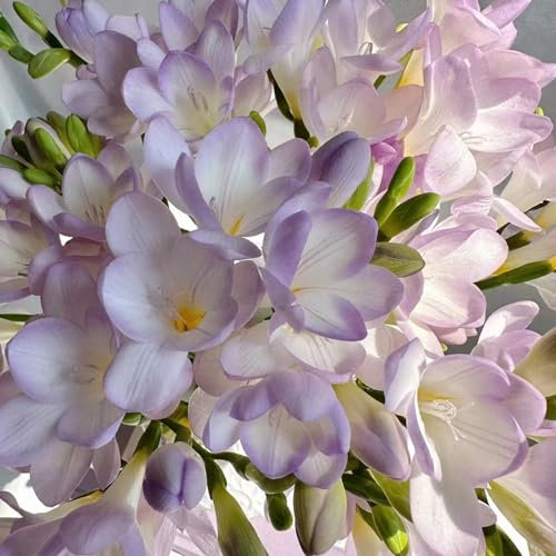 12 pcs freesien bio zwiebeln - wildblumen büropflanzen kräutergarten geschenk, hydrokultur pflanzen bienen geschenk blumenzwiebeln winterhart dachbegrünung zwiebel