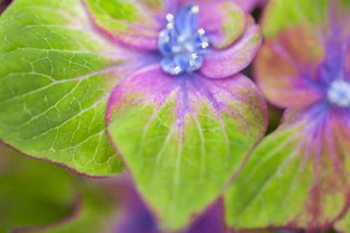 Hydrangea macrophylla 'Saxon® Schloß Wackerbarth'® 30-40 cm - Hortensie, rosa Blüten, Blütezeit Juni-September, ideal für Kübel, pflegeleicht und winterhart