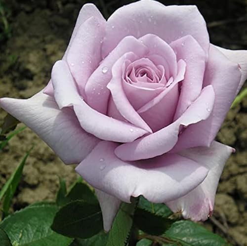 Strong Fragrance -Twice in A Blue Moon - 3 Litre Potted Hybrid Tea Garden Rose Bush - Unusual Lilac Purple Blooms