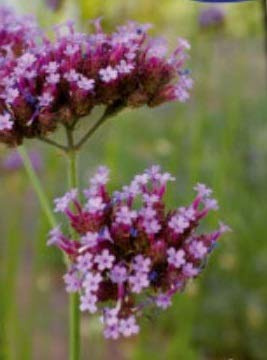 Stk - 600x Eisenkraut Purple Top Verbena bonariensis Saatgut Pflanzen - Samen K363 - Seeds & Plants Shop by Ipsa