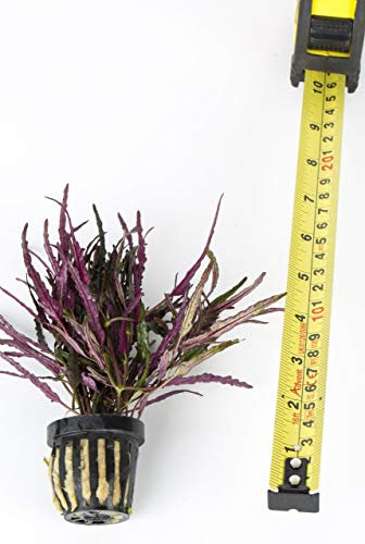 Lincolnshire Pond Plants Ltd - Selection of Potted Aquarium Plants, 3