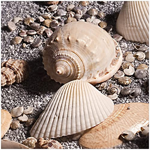 Wallario Glasbild Muscheln am Strand - 30 x 30 cm Wandbilder Glas in Premium-Qualität: Brillante Farben, freischwebende Optik
