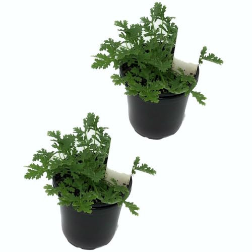 Geranios Citronela - Pack de 2 - Colección Plantas Aromáticas - Pelargonium Citrodorum - Plantas en Maceta