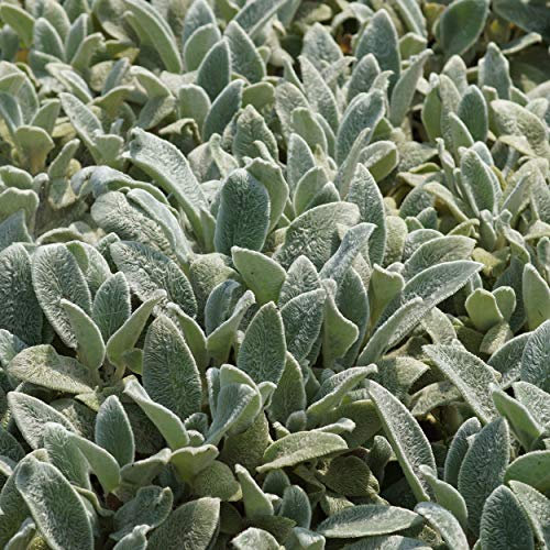 Blumixx Stauden Stachys byzantina 'Silver Carpet' – Teppich-Wollziest, hellviolett blühend, bodendeckend & winterhart, im 0,5 L Topf, für sonnige Standorte im Garten