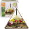 D'Eco Terrarium Glas gesperrt, Sukkulenten Pflanzen im Gewächshaus (Dreieck)