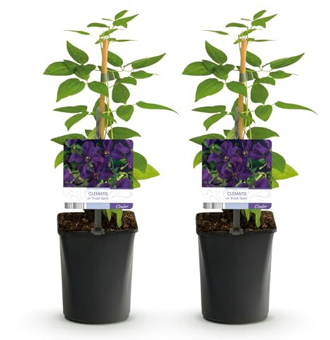 GreenboutiQ - Kletterpflanze - Clematis vit. Polish Spirit - Blüte Rosa - Wenig Pflege - 2 Pflanzen - Topf 11cm Höhe 40cm