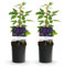 GreenboutiQ - Kletterpflanze - Clematis vit. Polish Spirit - Blüte Rosa - Wenig Pflege - 2 Pflanzen - Topf 11cm Höhe 40cm