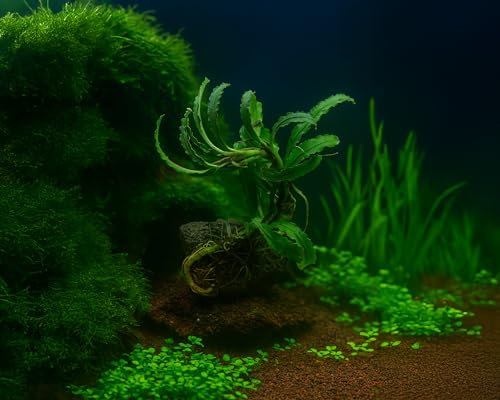 NatureHolic Bucephalandra spec. 'Valis Needle' auf Lavastein | Wasserpflanze fürs Aquarium | Pflegeleichte & langsam wachsende Aquariumpflanze | Ideal für Aquascaping