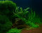 Bucephalandra spec. 'Valis Needle' auf Lavastein | Wasserpflanze fürs Aquarium | Pflegeleichte & langsam wachsende Aquariumpflanze | Ideal für Aquascaping