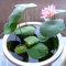 Oce180anYLVUK Lotus-Blumensamen, 100 Stück/Beutel Lotus-Blumensamen zum Pflanzen, blühende georgische, schnell wachsende, hervorragend produzierende Nelumbo-Samen für den Garten Rosa