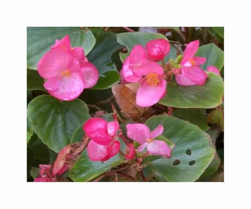 Stk - 120x Eisbegonien Super Olympia Rosa F1 Garten Pflanzen - Samen F-S698 - Seeds & Plants Shop by Ipsa