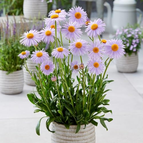 Aster 'Berggarten' Hardy Perennial Michaelmas Daisy Lavender Blue Flowers May–June Mildew Resistant Pollinator Friendly 1L Potted Plant by Thompson and Morgan
