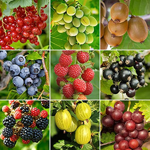 3 x Potted Fruit Plants | Grow Your Own Fruit | Outdoor Plants Garden Ready | Blueberries, Raspberries, Grapes, Kiwi and More