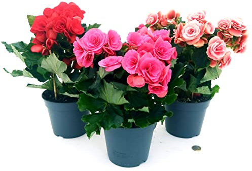 POWERS TO FLOWERS - BEGONIA TRIS: BORIAS (ROSA ANTICO), BERSEBA (FUCSIA) e BALADIN (ROSSA), VASO 14 CM, piante vere