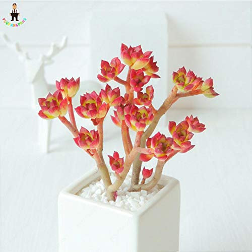 Freschi 200pcs semi mini suculenta lithops pianta per la semina rosa Scuro