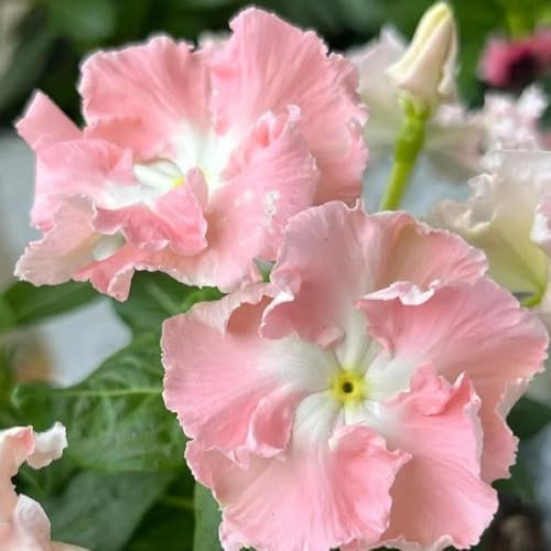 immergrüne bodendecker samen, stauden,gartenpflanzen winterhart mehrjährig immergrüne pflanzen wildblumen samen,ausgefallene geschenke balkon blumen,ostern geschenke gastgeschenke 300pcs