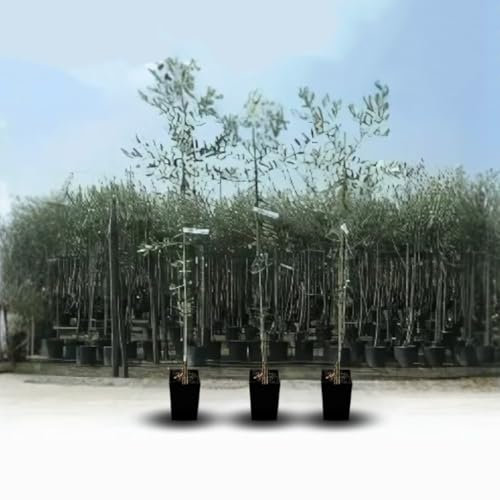 Olivier arbre olives moulin à huile - Plante fruitière sur pot 20 arbre max 150 cm - 2 ans