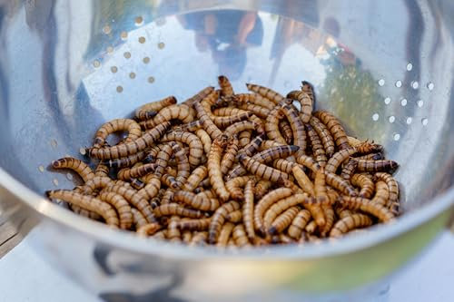 ENTAVA nachhaltige Zophobas lebend in Premium-Qualität, Vogelfutter, Hühnerfutter, Koifutter, Igelfutter, Eichhörnchenfutter, Kükenfutter, ganzjähriges Futter für Wildvögel (250g)