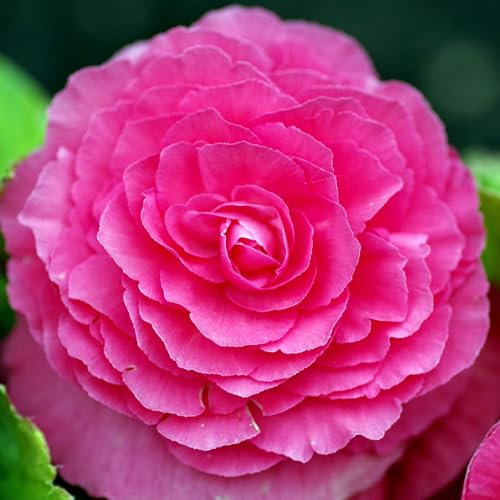 Begonia Pink Double - Summer Flowering Bulbs - Outdoor Plants for Pots & Borders - Vibrant Garden Flowers for UK Gardens (3 Bulbs)