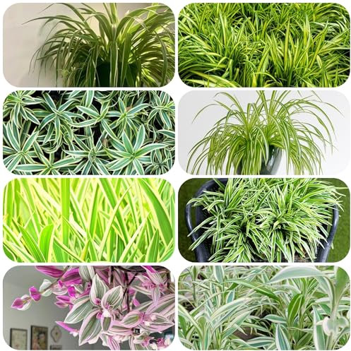 Planta araña, planta de interior - semillas plantas de jardin Bonsái de interior Bonsái planta de balcón plantas perennes plantas perennes resistentes plantas de interior Plantas 550pcs