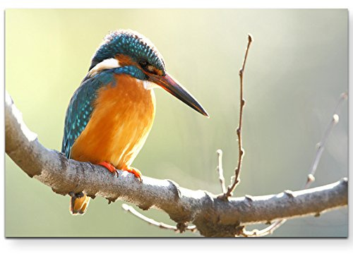 Leinwandbilder | Bilder Leinwand 120x80cm Eisvogel auf einem Ast