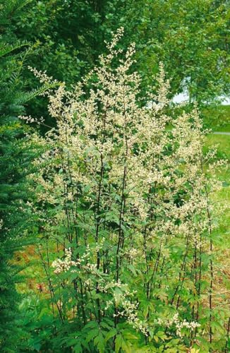 Artemisia lactiflora 'Elfenbein' 11x11 cm Topf – Winterhart, Mehrjährig, Pflegeleicht – Elfenbein-Beifuß – Staude für Beet & Rabatte