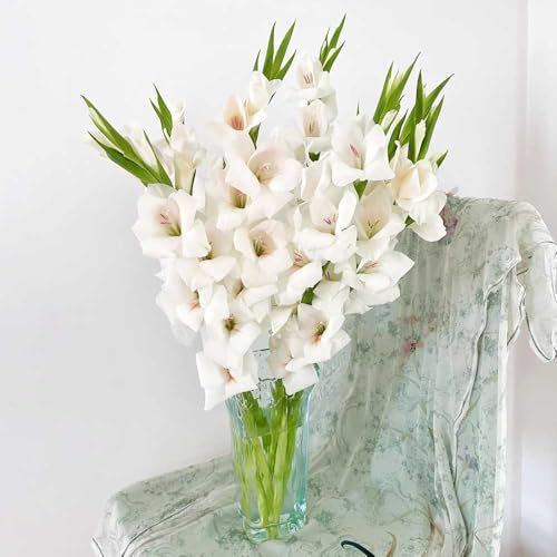 Gladiolen zwiebeln winterhart mehrjährig- stauden winterhart mehrjährig，SchöNe Topfpflanze balkon deko，schattenpflanzen hochbeete für garten，Dekorative Pflanzen blumenzwiebeln，schnell 12pcs