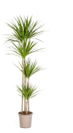 Dracaena Marginata Vert - 170-190cm - Ø27cm - Plante d'intérieur - Vert persistant