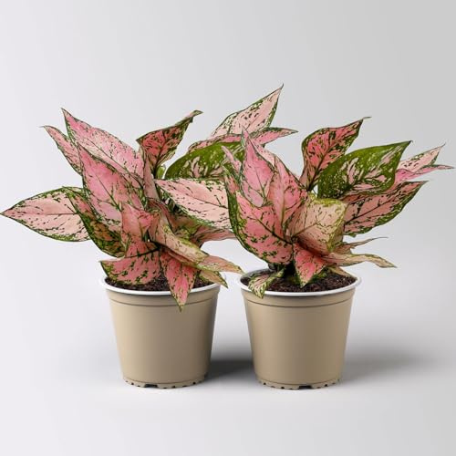 Aglaonema 'Pink', rosa-grün, Topf-Ø 12 cm, 2 Pflanzen