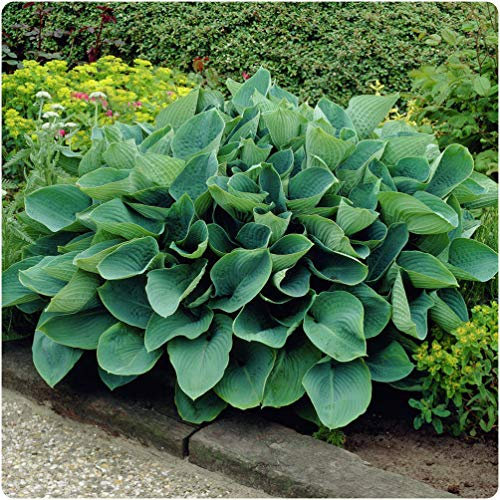 3 x Hosta Sieboldiana Elegans Plantain Lily Hardy Perennial Bare Root Plants